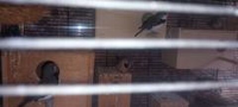   Cage + oiseaux exotiques  