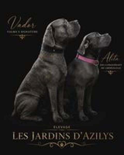   Chiot Cane Corso 