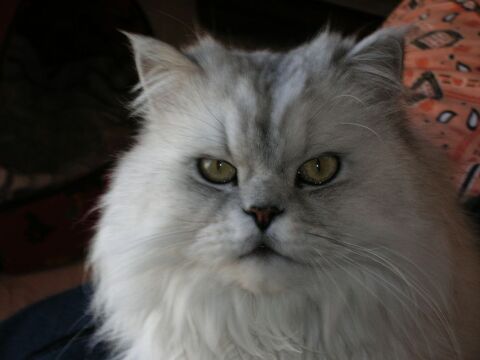 garde chien/ chat 0 66000 Perpignan