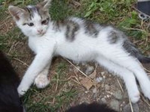   Chaton de 3 mois a donner 