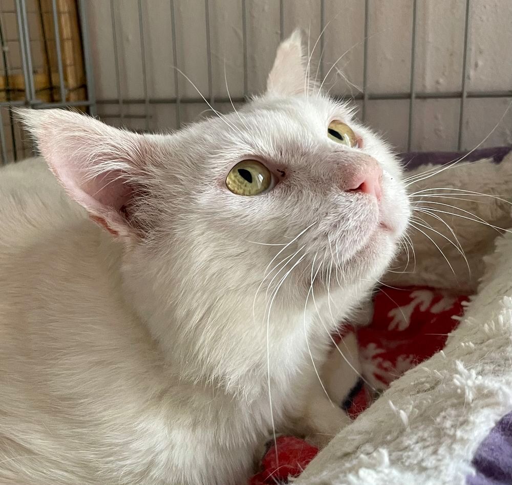   Chat Olaf à l'adoption 