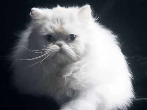 Femelle PERSAN LOOF (3-4*CB) 690 58300 Cossaye