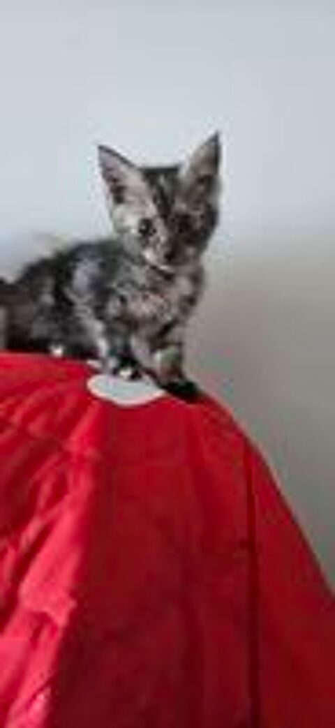   PLUSIEURS CHATONS, plusieurs couleurs 