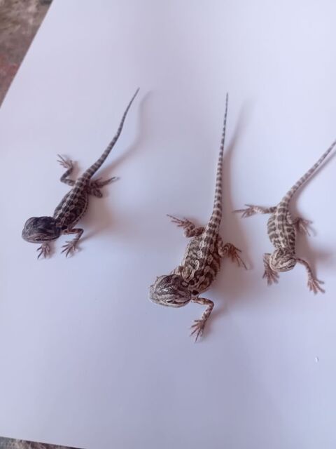Bb pogona 50 88420 Moyenmoutier