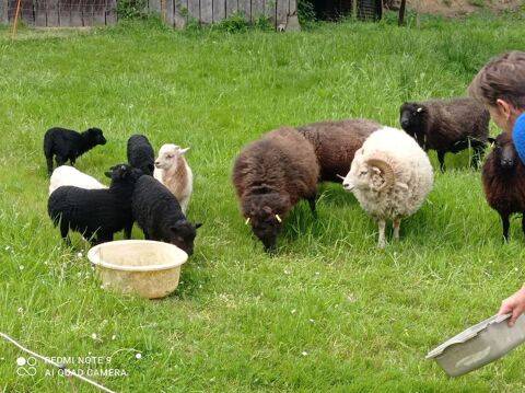 Moutons : Jeunes béliers Ouessant 35 35580 Goven