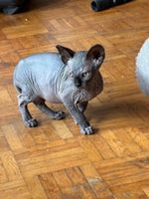   SPHYNX  