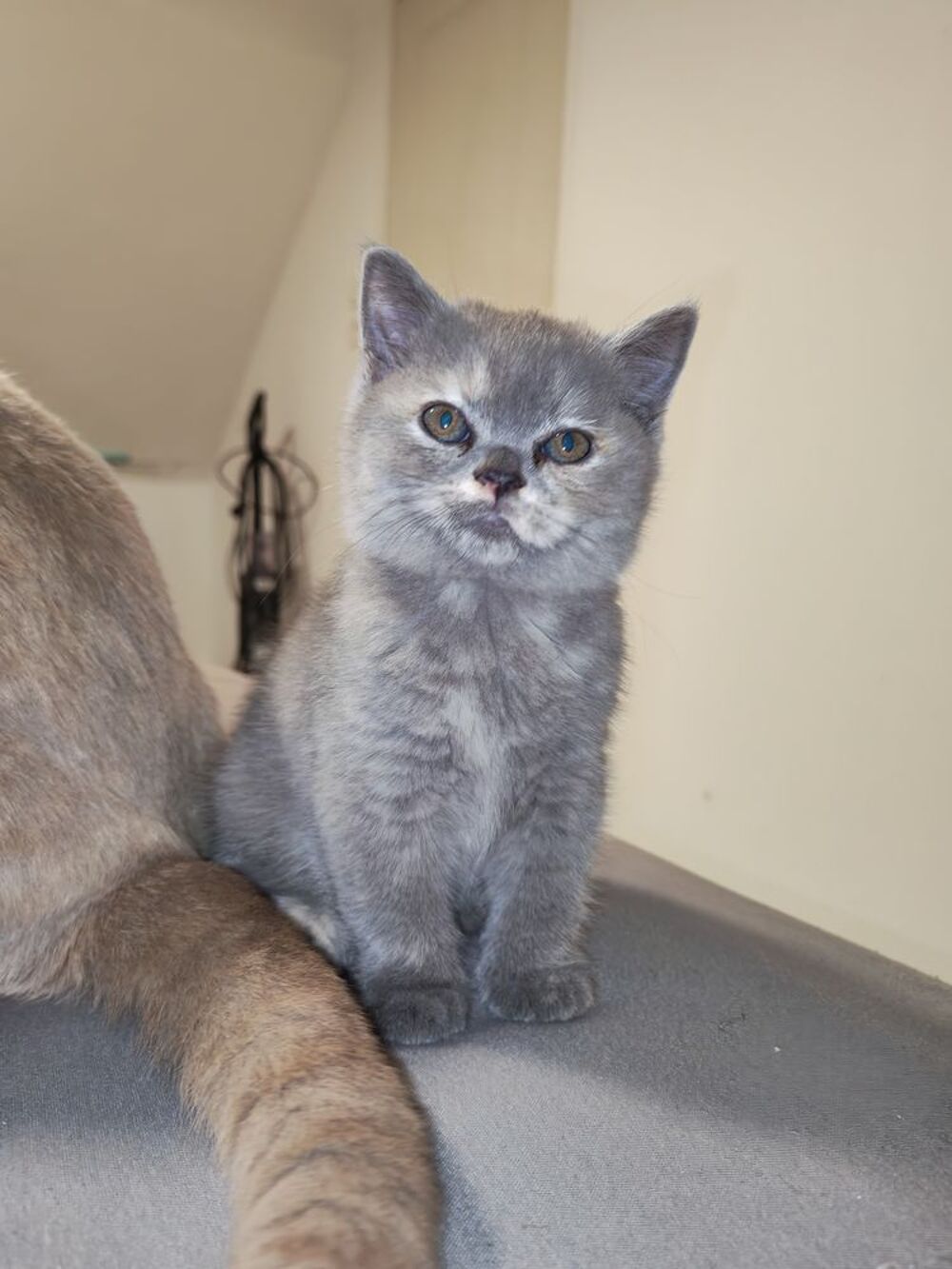   British shorthair femelle blue tortie  