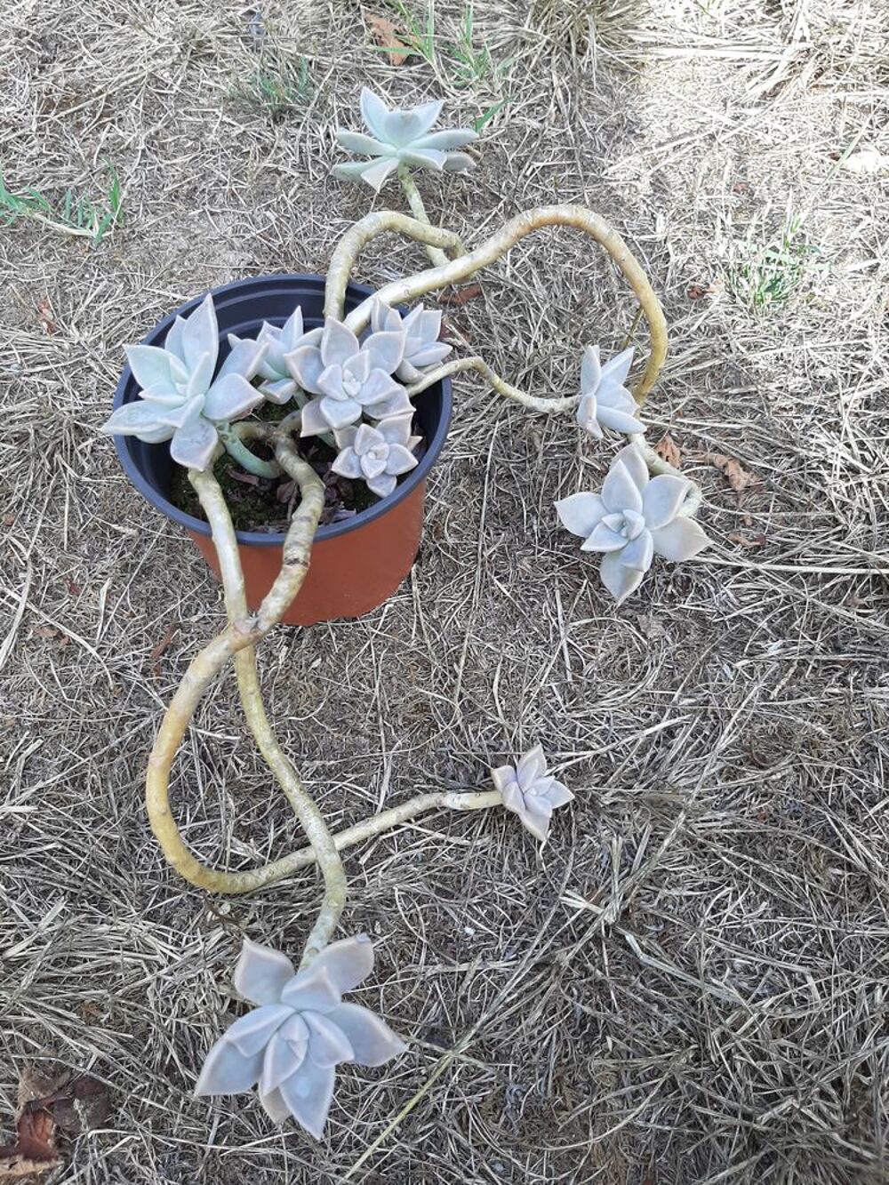 PLANTE de PORCELAINE - Cact&eacute;es Jardin