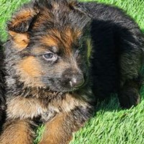   Chiots Berger Allemand LOF poils courts 