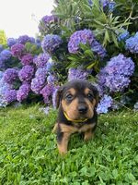   Chiots pleins de vie et fidèles ? Chiens de famille idéaux  