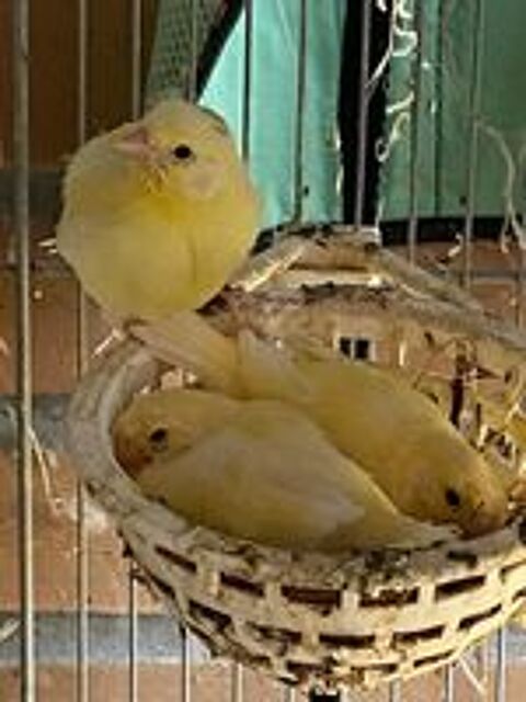   Jeunes de canaries jaunes 