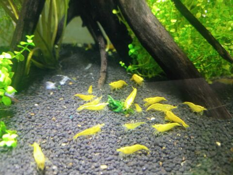 Crevettes 30 14123 Cormelles-le-royal