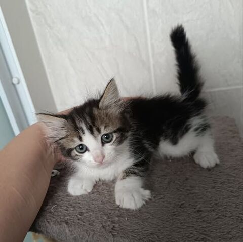 Chat ELLIE à la réservation 110 07440 Alboussire