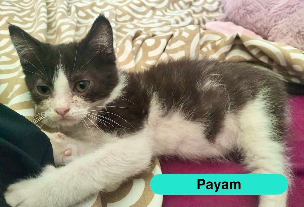   Payam, persan croisé européen à adopter 