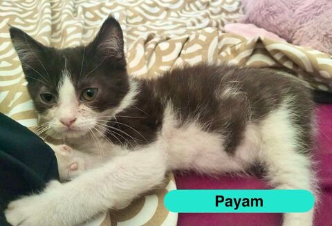 Payam, persan crois&eacute; europ&eacute;en &agrave; adopter 160 18800 Villabon