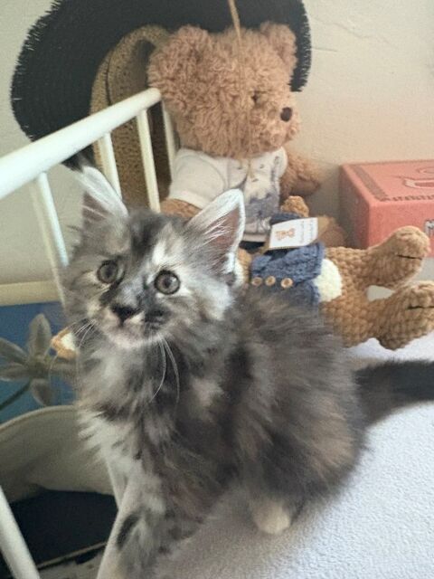 Magnifiques chatons maine coon loof 1200 38100 Grenoble