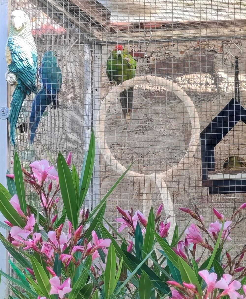   Oiseaux 