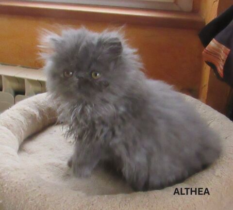 SUPERBE CHATON PERSAN FEMELLE LOOF 800 43100 Javaugues