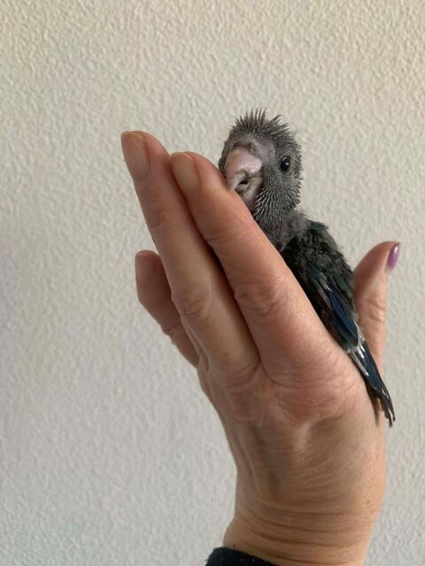 KAKARIKI bleus 80 60700 Pont-sainte-maxence