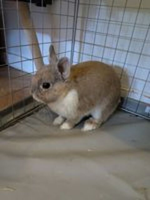   BULLE, adorable lapereau nain � adopter via l'association UMA 