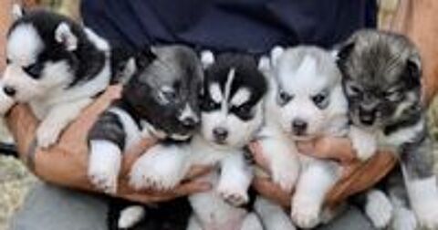   Chiot Husky LOF 