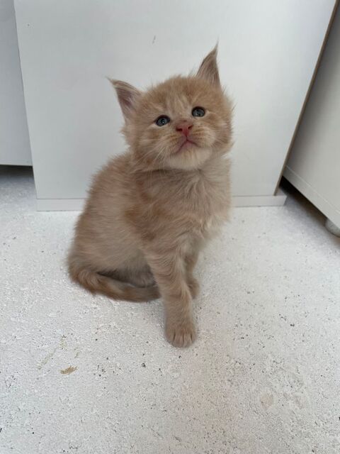 Magnifique chaton main coon loof 1500 77220 Liverdy-en-brie
