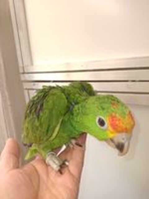   BB  perroquet AMAZONE 