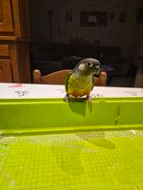   Ventes conures moulinae  