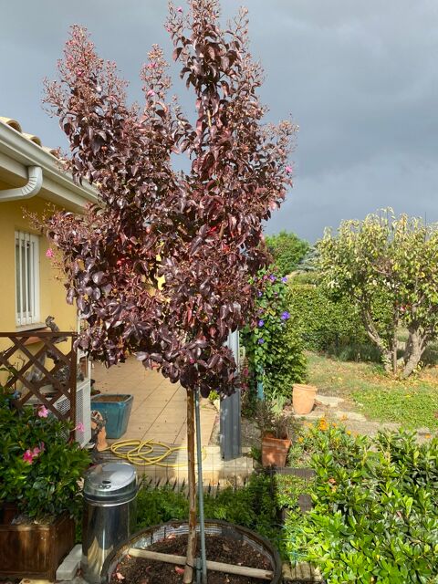 Arbre D�coratif Feuilles Pourpres avec Pot 175 Villegly (11)