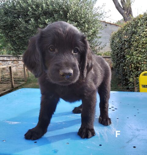 Chiots flat coated retriever lof a r&eacute;server  1100 83630 Régusse