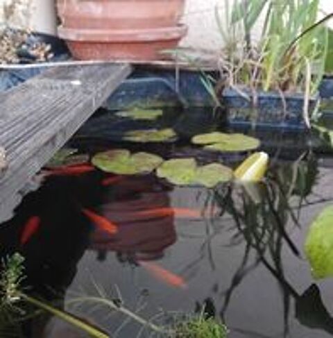   Donne petits poissons de bassin 
