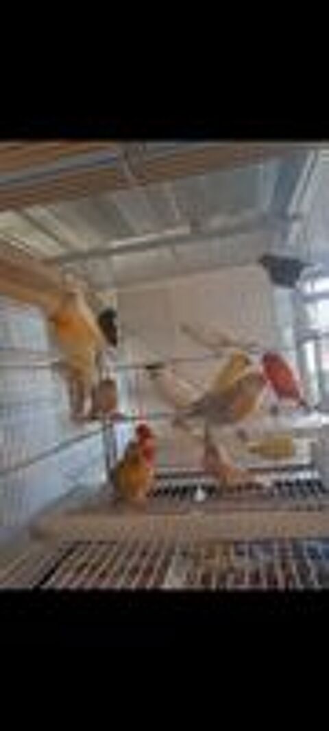   Canaris  