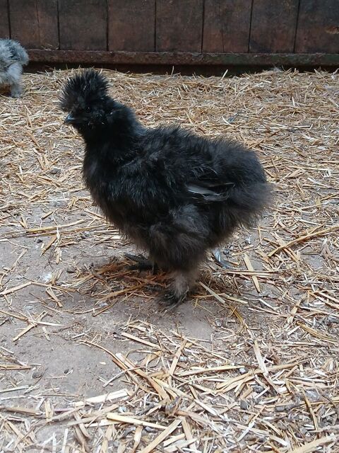 Poussin soie 5 semaines 10 91720 Valpuiseaux