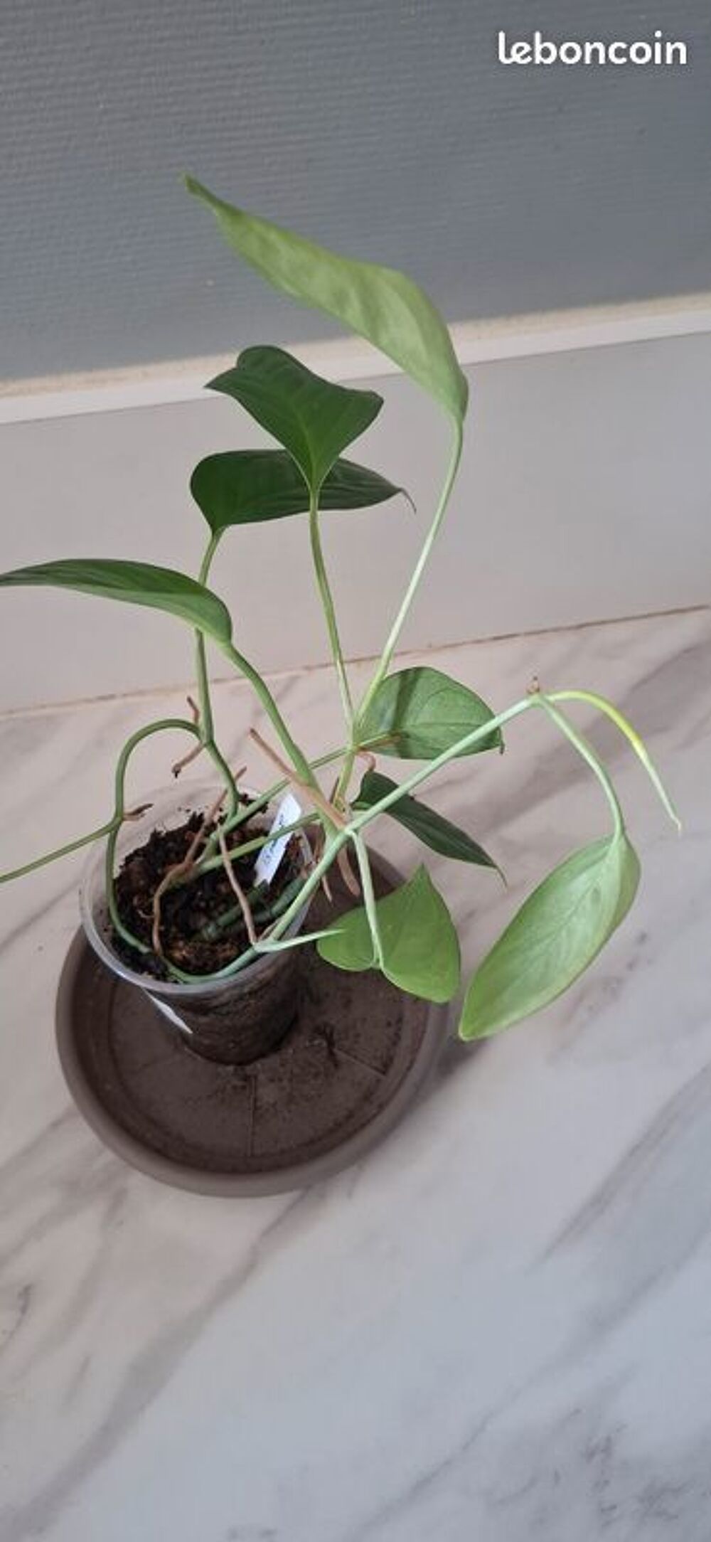 Monstera obliqua brazil bouture 17 Bricolage