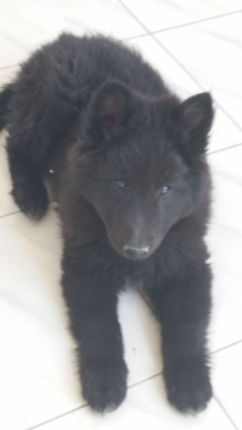 CHIOTS GROENENDAELS 990 83630 Rgusse