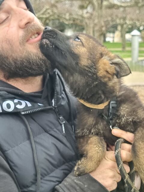 Chiots Berger Allemand dos droit non lof 800 85370 Mouzeuil-saint-martin