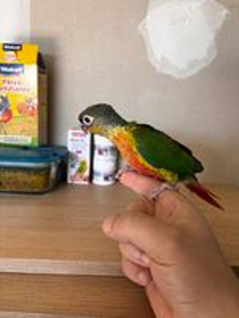   Conure Hypoxantha EAM 