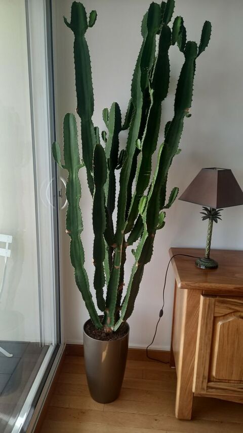 plante   30 Orlans (45)