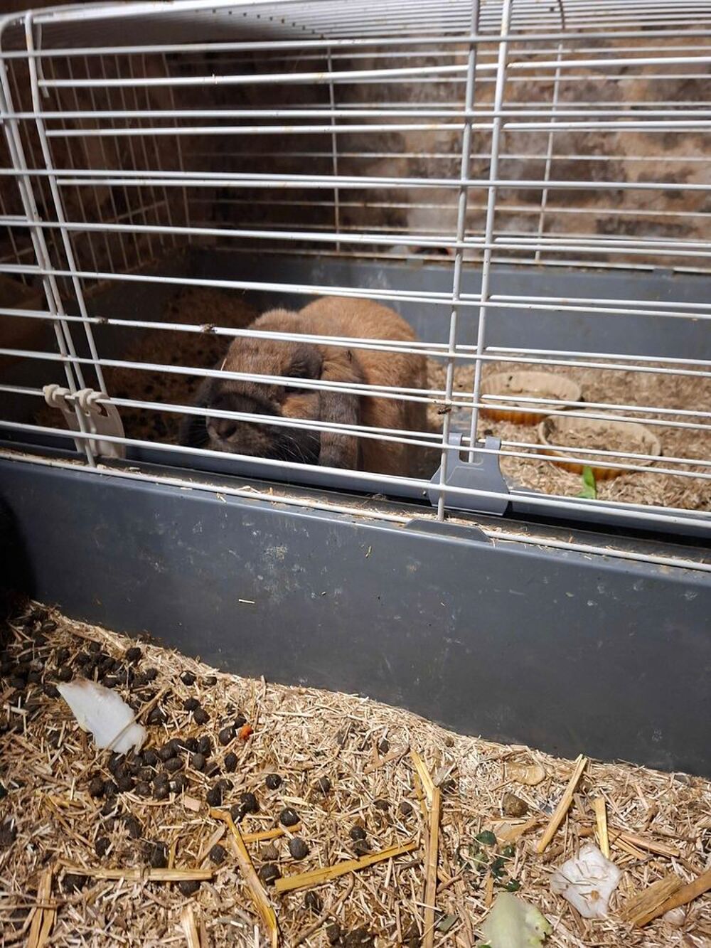 lapin nain 