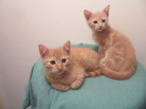   2 chatons roux  