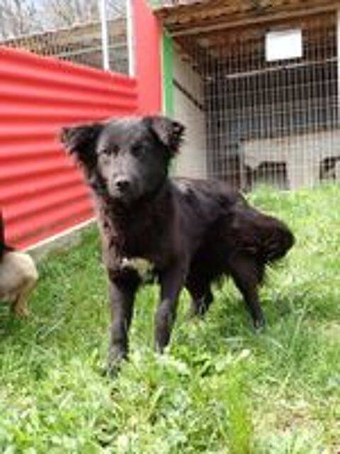   Stylish � l'adoption 