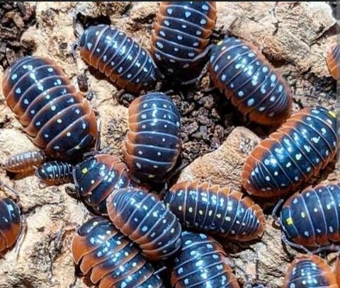 Armadillidium klugii montenegro 17430 Saint-hippolyte