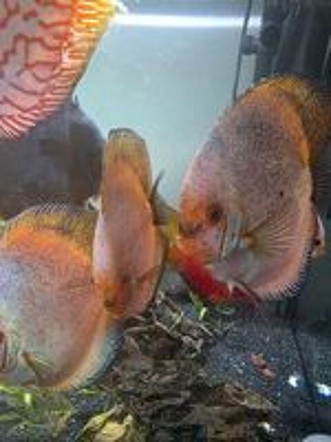   Discus Adultes Poisson d'aquarium Amazonien  