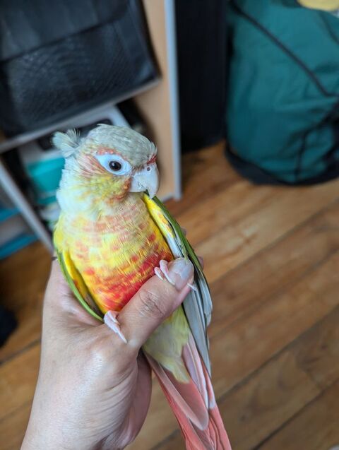 Perruche race Conure Ananas molinae 250 37000 Tours