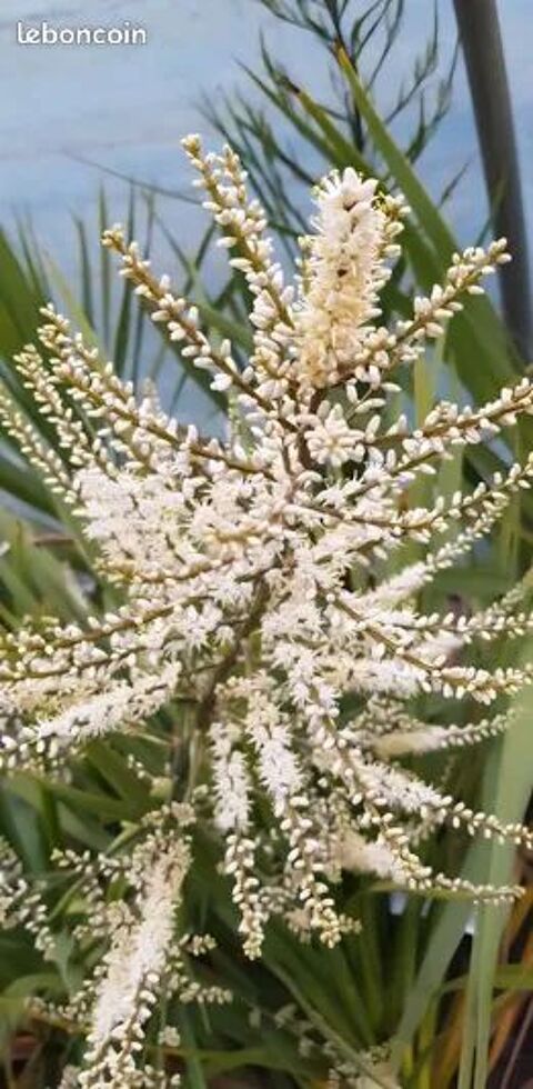 Arbuste cordyline Clisson (44)