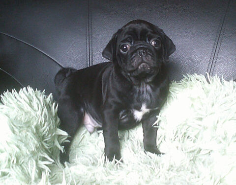 Beaux chiots carlins noir m&acirc;les 1600 69290 Grézieu-la-varenne