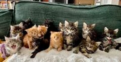   Chatons Maine coon  