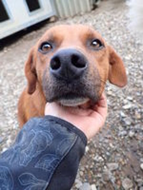   Duphy � l'adoption 