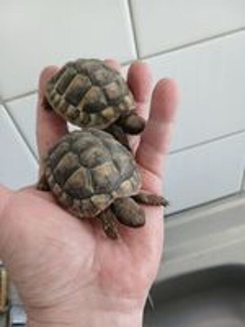   Tortues  