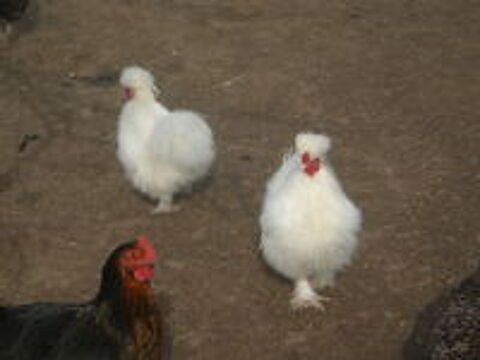   poule soie 